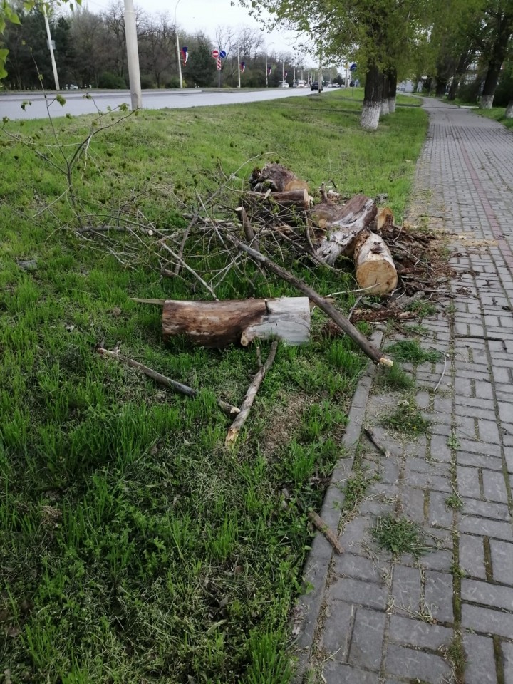 Дежурный по Волгодонску: «Опасное дерево на улице Морской спилили»