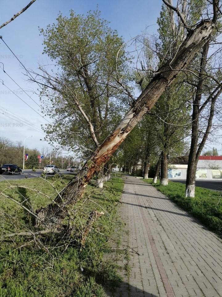 Дежурный по Волгодонску: «Почему не уберут дерево над пешеходной дорожкой?»