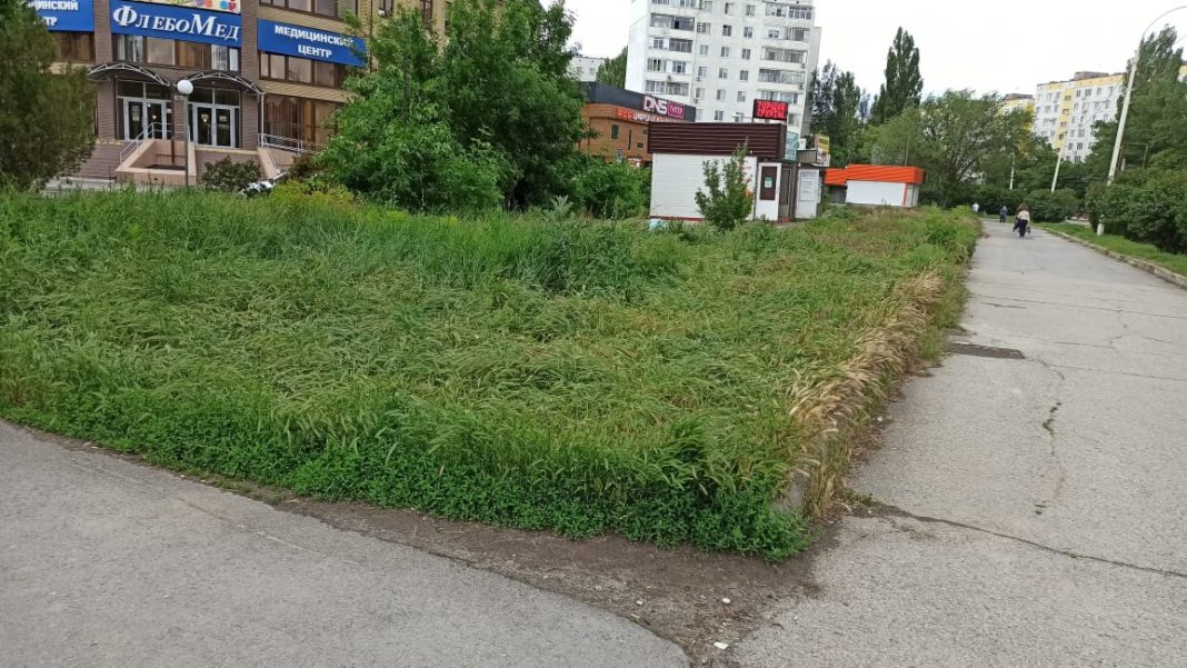 Дежурный по Волгодонску. Почему центр города утопает в траве
